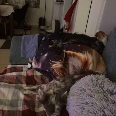 Wie habt ihr den Silvesterabend verbracht?-Beitrag-Bild