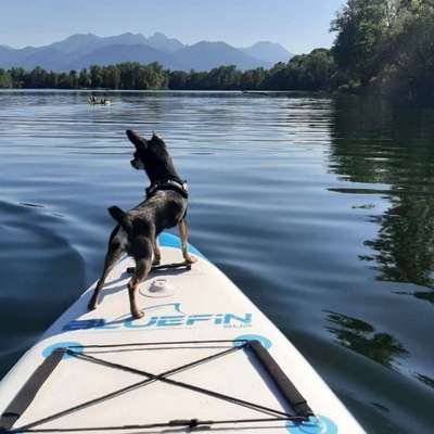 Hundetreffen-Gassi und Spielrunde-Bild