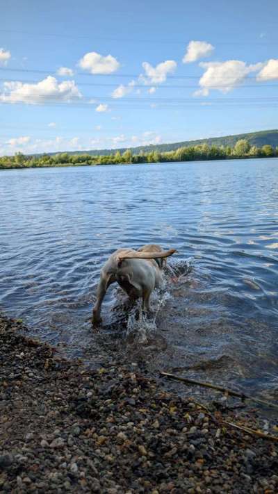 Hundetreffen-Wasserrattenrunde-Bild
