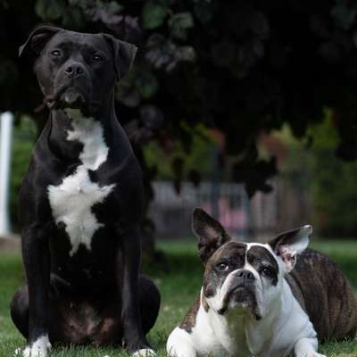 Hundetreffen-Bockenem-Profilbild