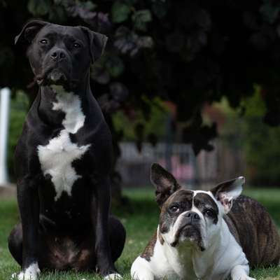 Hundetreffen-Bockenem