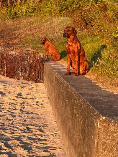 Rhodesian Ridgeback-Beitrag-Bild