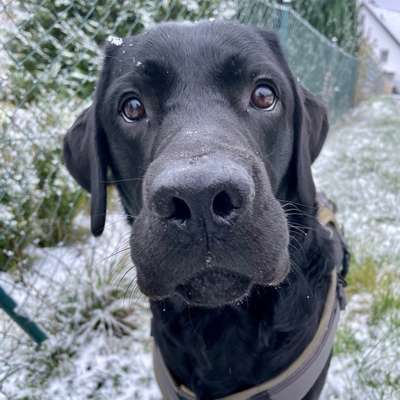 Hundetreffen-Neue Hundefreunde, Spaziergänge, Spielerunden für meinen stürmischen Labbi 🖤-Bild