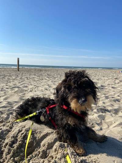 Hundetreffen-Fritz sucht Spielgefährten-Bild