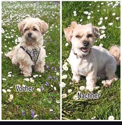 Vor dem Friseur - nach dem Friseur-Beitrag-Bild