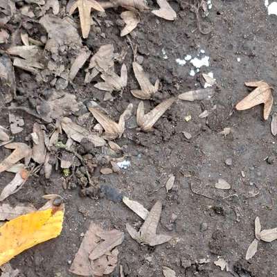 Giftköder-Weißes Pulver-Bild