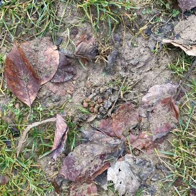 Giftköder-Mögliche Giftköder im Nordpark-Bild