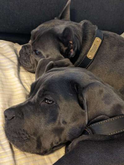 Welches Halsband trägt dein Hund und warum dieses?-Beitrag-Bild