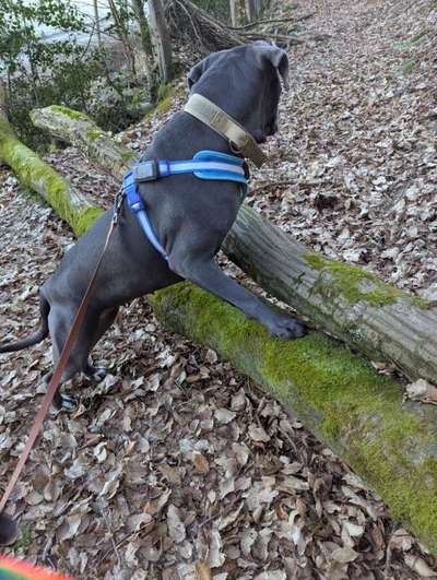 Welches Halsband trägt dein Hund und warum dieses?-Beitrag-Bild