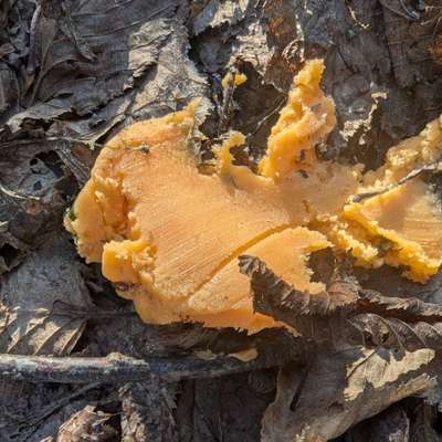 Giftköder-Mehrere Giftköder!!!!-Bild