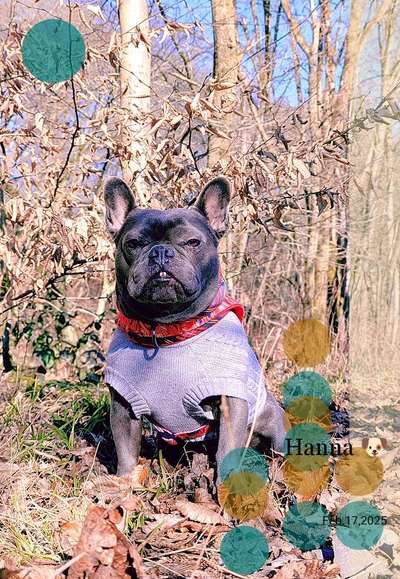 Spitzname(n) Deines Hundes-Beitrag-Bild