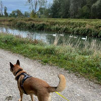 Giftköder-Einzeltraining (mobil)-Bild