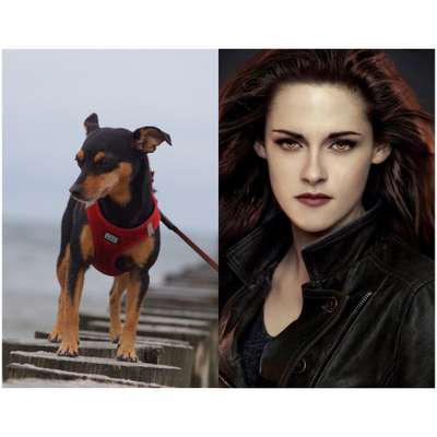 Wie heißt dein Hund?-Beitrag-Bild