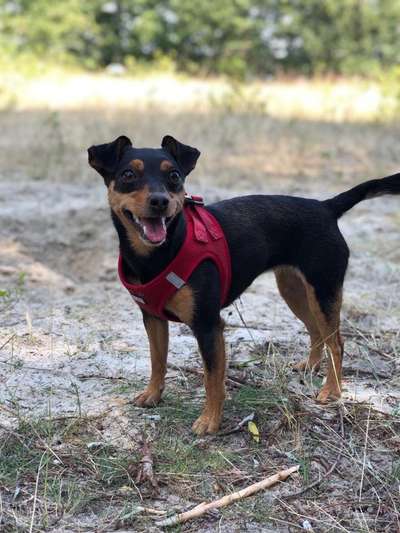 Mischlinge raten - Rätselspaß-Beitrag-Bild