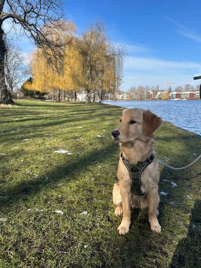 Hundetreffen-Social Walk-Bild