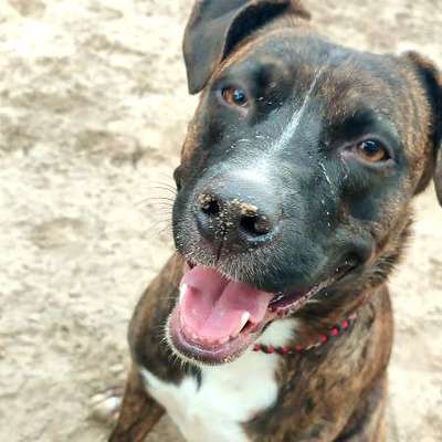 Hundetreffen-Neue Freunde zum rennen und toben gesucht 🐾-Bild