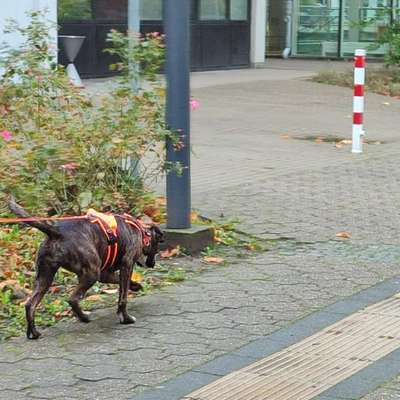 Hundetreffen-Spaß am Mantrailing-Bild