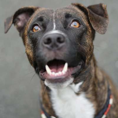 Hundetreffen-Neue Freunde zum rennen und toben gesucht 🐾-Bild