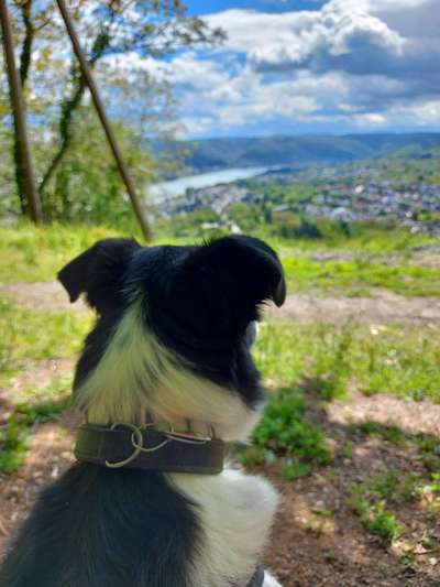 Die Dogorama Monats Challenge "Es grünt und blüht"-Beitrag-Bild