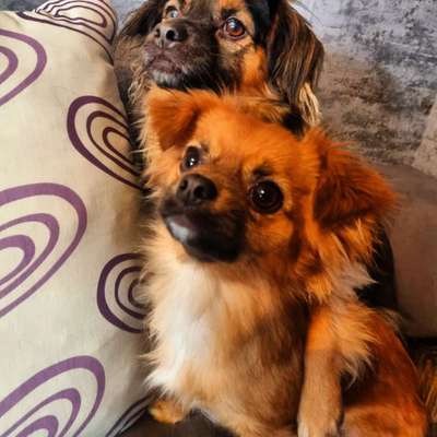 Unsere Fellnasen-Vielfalt im Überblick!-Beitrag-Bild