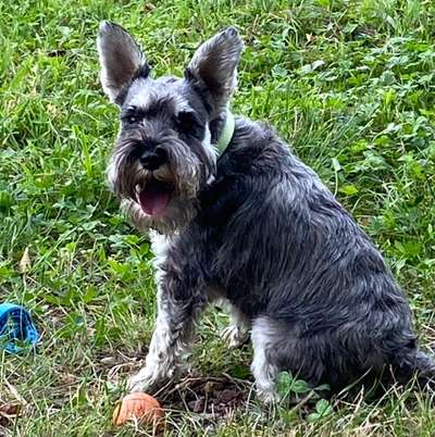 Hundetreffen-Ronja( Kleine Schnauzerhündin), 4 Jahre  alt, sehr lieb-Bild