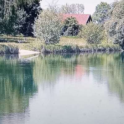 Giftköder-Silbersee Blaualgen gefunden am 1.7.26-Bild