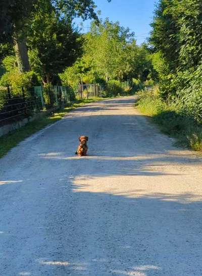 Hundetreffen-Social Walk-Bild