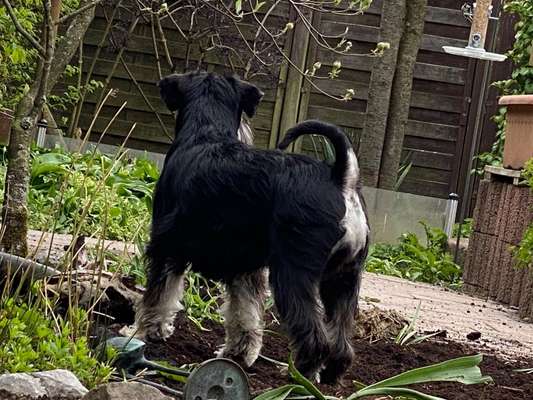 Zwergschnauzer gesucht-Beitrag-Bild