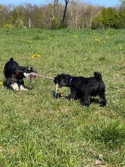 Zwergschnauzer gesucht-Beitrag-Bild