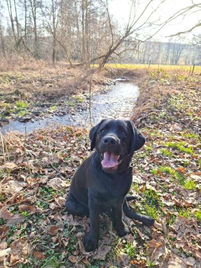 Hundetreffen-6 Monate alter Labrador sucht Spiel-Date-Bild