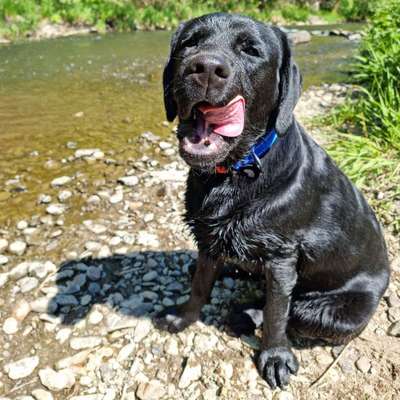Hundetreffen-9 Monate alter Labrador sucht Freunde-Bild