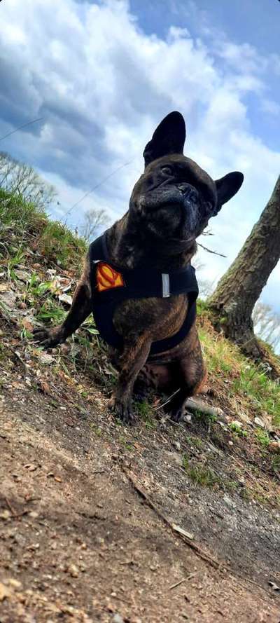 Zeigt her eure Frenchi-Beitrag-Bild