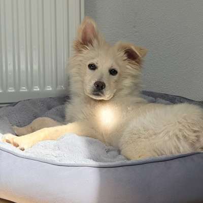 Hundetreffen-Spielkumpels-Bild