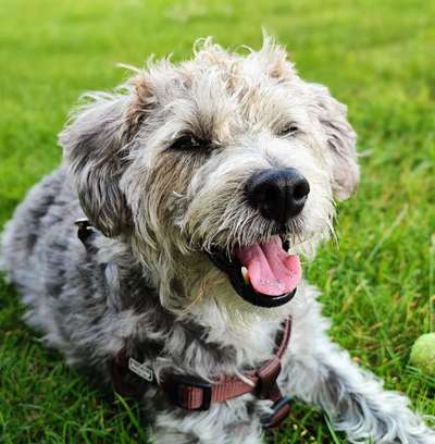 Hunde Porträt (Portrait) Galerie....-Beitrag-Bild