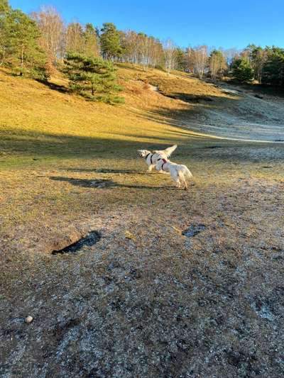 Fotosammlung: ,,Der natürliche Hund" Unbearbeitet, ungestellt und in Natura-Beitrag-Bild