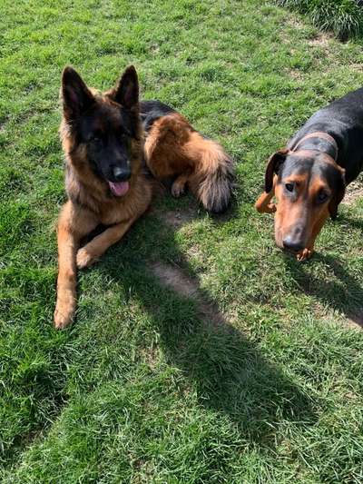 Die Dogorama Wochen Challenge "Friends will be Friends"-Beitrag-Bild