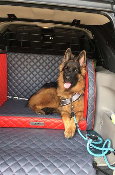 FOTOCHALLENGE 70 - Dein Hund im Auto-Beitrag-Bild