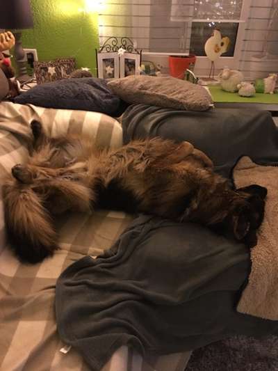 Die Dogorama Wochen Challenge-Beitrag-Bild