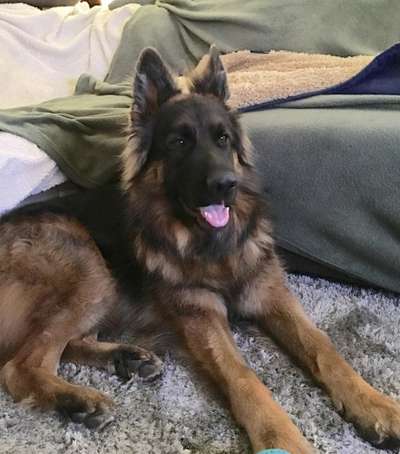 Deutsche Schäferhunde, Belgische Schäferhunde.-Beitrag-Bild