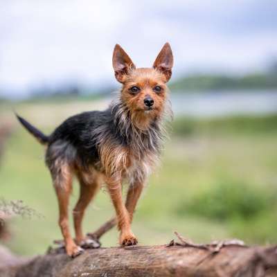 Hundetreffen-Gassi-/ Spielrunde-Bild