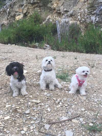 Bester Freund, Hundekumpel - zeigt her!-Beitrag-Bild