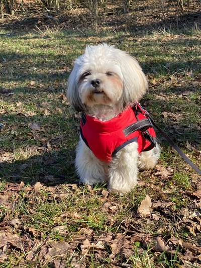 Havaneser dabei?:)-Beitrag-Bild