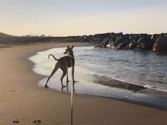 Podencomischling oder Podenco-Beitrag-Bild