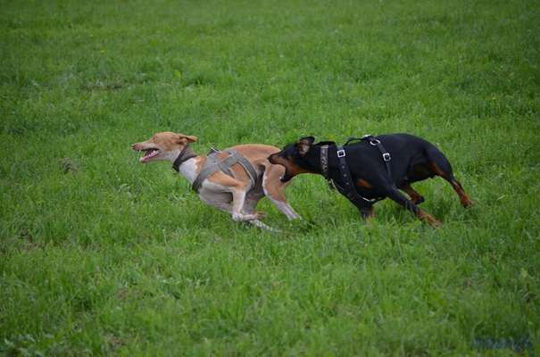 Fotochallenge 66 ~ Rennaction -Zeig deinen Hund im Lauf-Beitrag-Bild