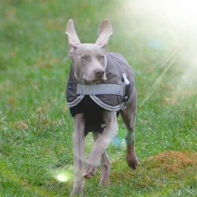 Fotochallenge 66 ~ Rennaction -Zeig deinen Hund im Lauf-Beitrag-Bild