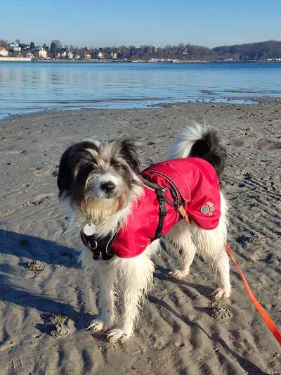 Gibts hier Mioritic Besitzer?-Beitrag-Bild