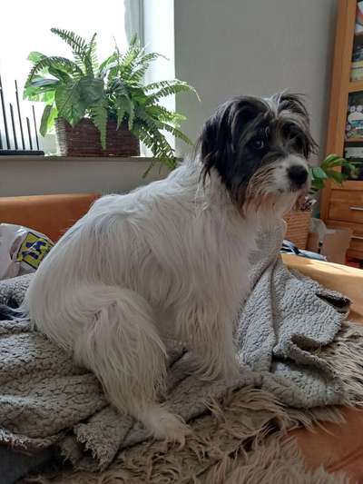 Gibts hier Mioritic Besitzer?-Beitrag-Bild