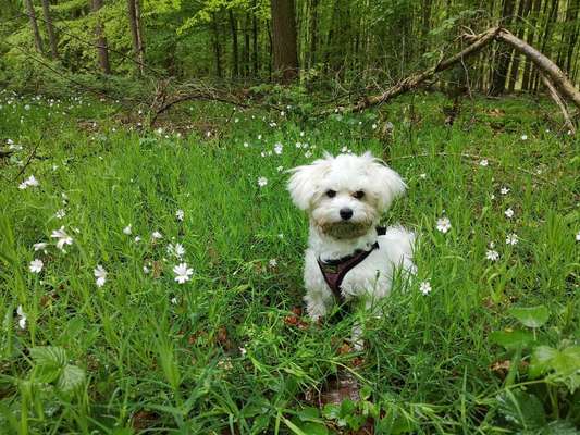 Die Dogorama Monats Challenge "Es grünt und blüht"-Beitrag-Bild