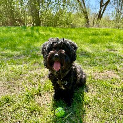 Hundetreffen-🐾 Suche Hundefreunde für meinen Havaneser – Leipzig-Wahren/Auensee-Bild