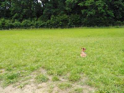 Hundeauslaufgebiet-Wilhelminenaue-Bild